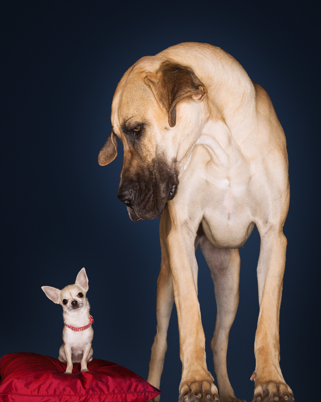 Eine Deutsche Dogge blickt von oben auf einen winzigen Chihuahua auf einem roten Kissen herab, Sinnbild für den enormen Größenunterschied bei gleicher Impfdosis